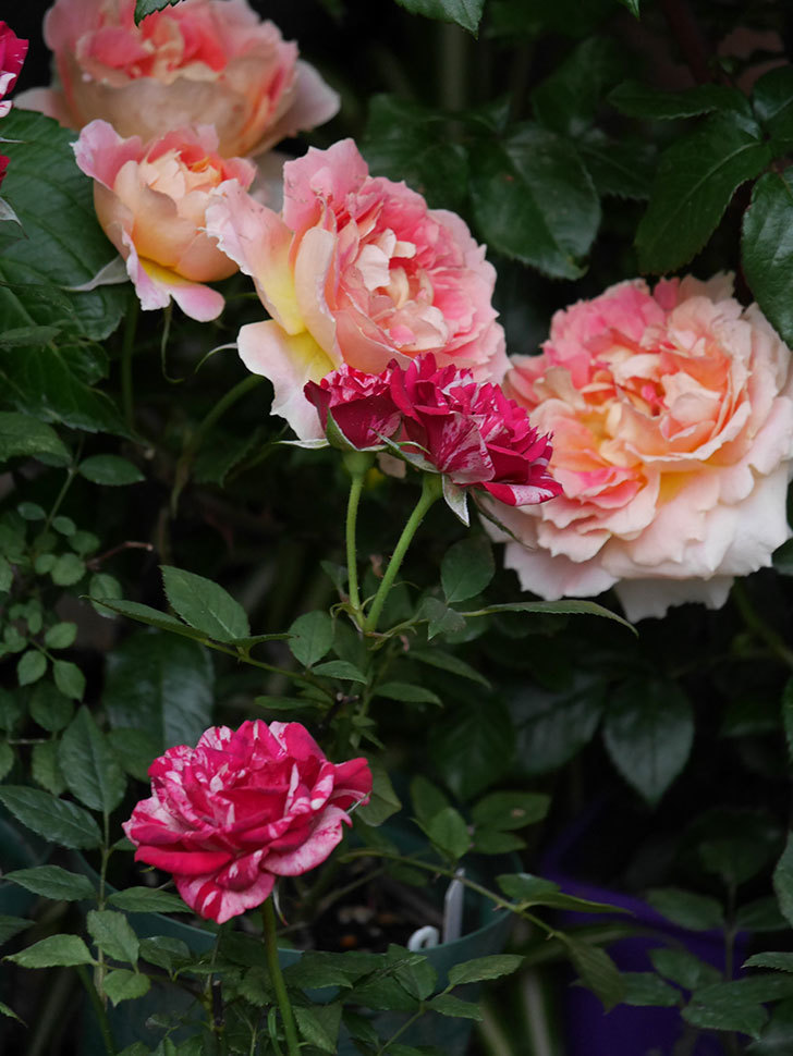 ランタン・シトロイユ(Lanterne Citrouille)の花がたくさん咲いた。半ツルバラ。2020年-019.jpg