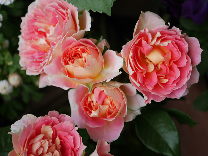 ランタン・シトロイユ(Lanterne Citrouille)の花がたくさん咲いた。半ツルバラ。2020年-021.jpg