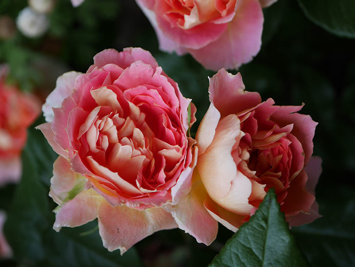 ランタン・シトロイユ(Lanterne Citrouille)の花がたくさん咲いた。半ツルバラ。2020年-022.jpg