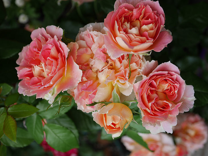 ランタン・シトロイユ(Lanterne Citrouille)の花がたくさん咲いた。半ツルバラ。2020年-028.jpg