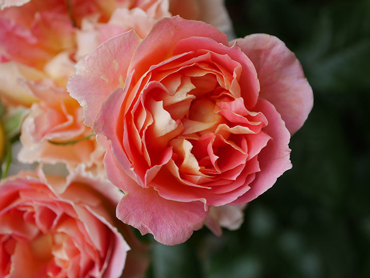 ランタン・シトロイユ(Lanterne Citrouille)の花がたくさん咲いた。半ツルバラ。2020年-029.jpg