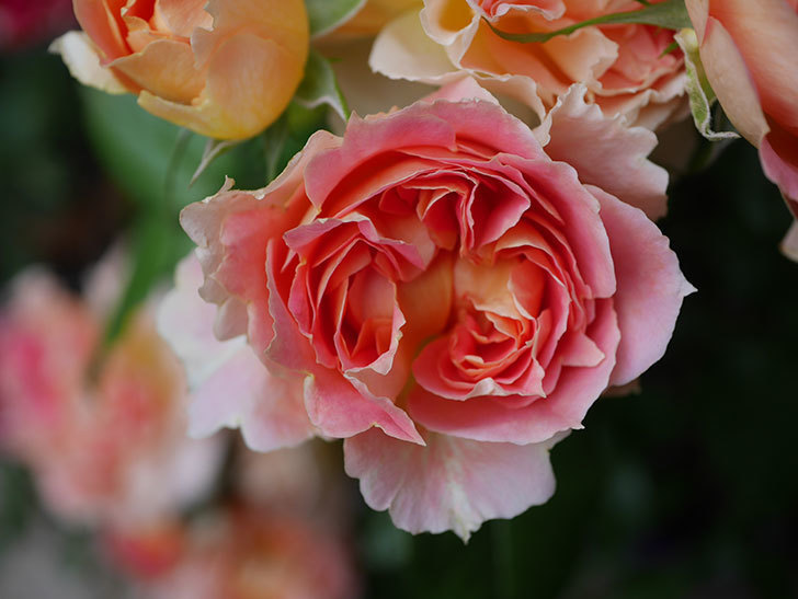 ランタン・シトロイユ(Lanterne Citrouille)の花がたくさん咲いた。半ツルバラ。2020年-030.jpg