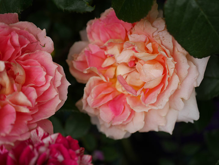ランタン・シトロイユ(Lanterne Citrouille)の花がたくさん咲いた。半ツルバラ。2020年-040.jpg
