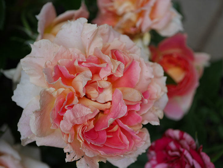 ランタン・シトロイユ(Lanterne Citrouille)の花がたくさん咲いた。半ツルバラ。2020年-045.jpg
