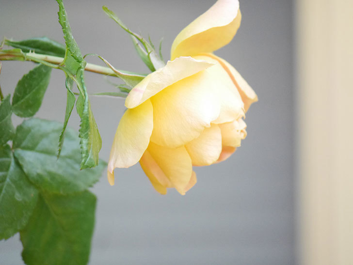 ランタン・シトロイユ(Lanterne Citrouille)の花が咲いた。半ツルバラ。2021年-014.jpg