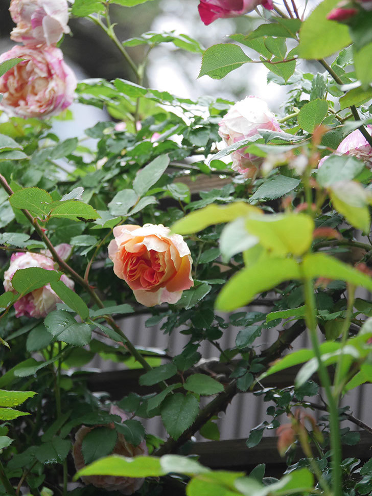 ランタン・シトロイユ(Lanterne Citrouille)の花が咲いた。半ツルバラ。2022年-012.jpg
