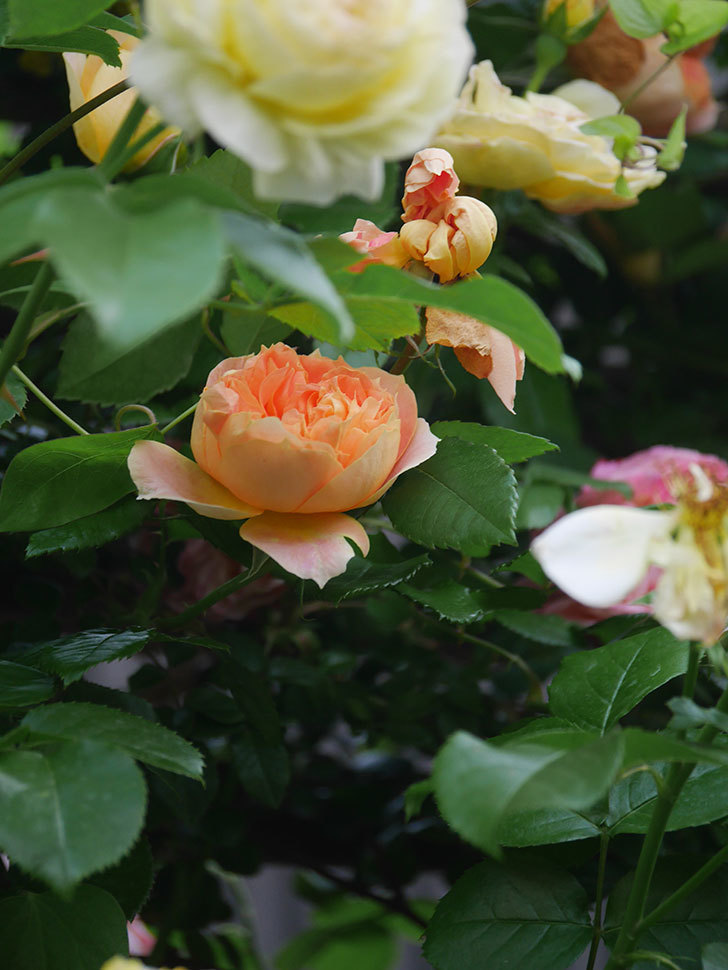 ランタン・シトロイユ(Lanterne Citrouille)の花が咲いた。半ツルバラ。2022年-043.jpg