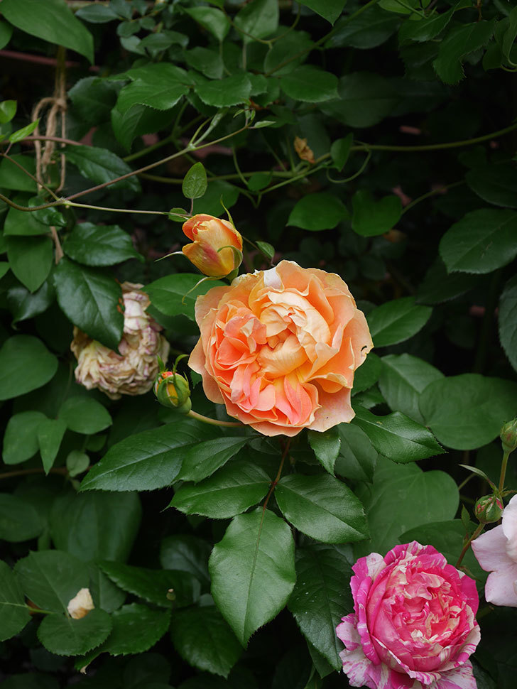 ランタン・シトロイユ(Lanterne Citrouille)の花が咲いた。半ツルバラ。2022年-058.jpg