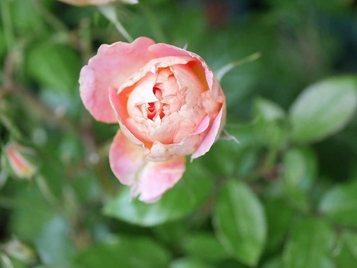 ランタン・シトロイユ(Lanterne Citrouille)の花のピンクが強くなった。2020年-002.jpg