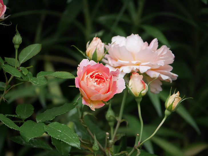 ランタン・シトロイユ(Lanterne Citrouille)の花のピンクが強くなった。2020年-009.jpg