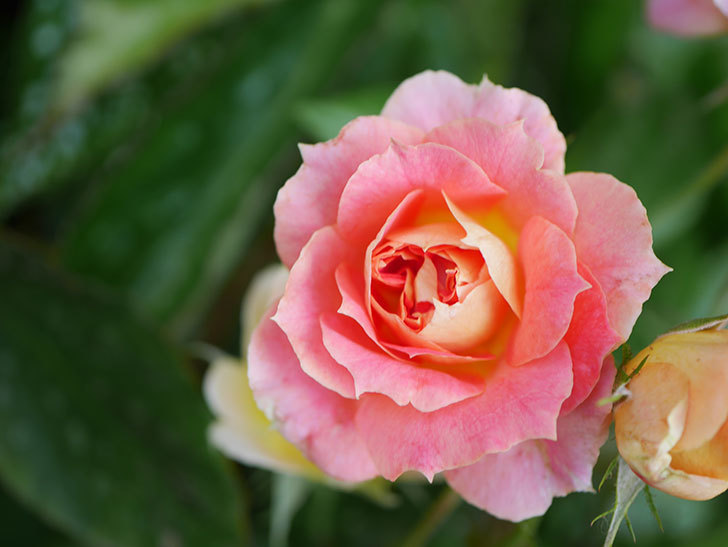ランタン・シトロイユ(Lanterne Citrouille)の花のピンクが強くなった。2020年-034.jpg