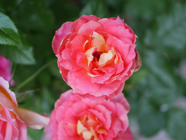 ランタン・シトロイユ(Lanterne Citrouille)の花のピンクが強くなった。2020年-040.jpg