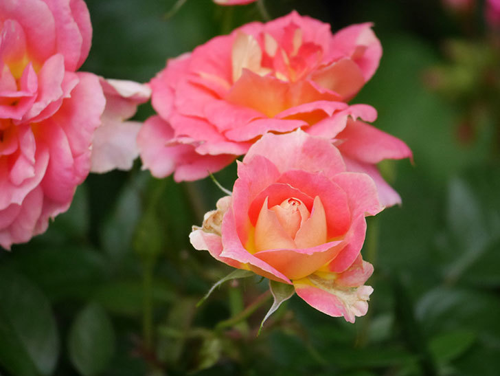 ランタン・シトロイユ(Lanterne Citrouille)の花のピンクが強くなった。2020年-052.jpg