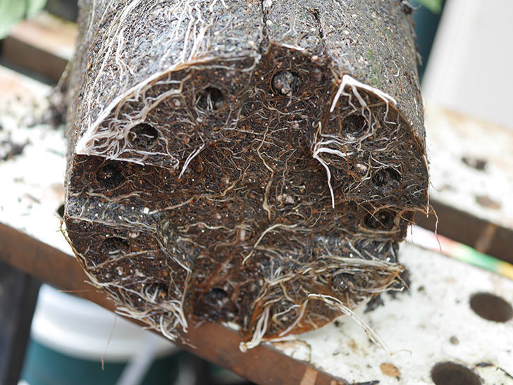 ランタン・シトロイユ(Lanterne Citrouille)を8号ロング鉢に植え換えた。2020年-007.jpg