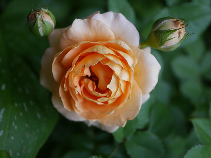 ラ・ドルチェ・ヴィータ(La Dolce Vita)の2番花が増えてきた。木立バラ。2020年-002.jpg