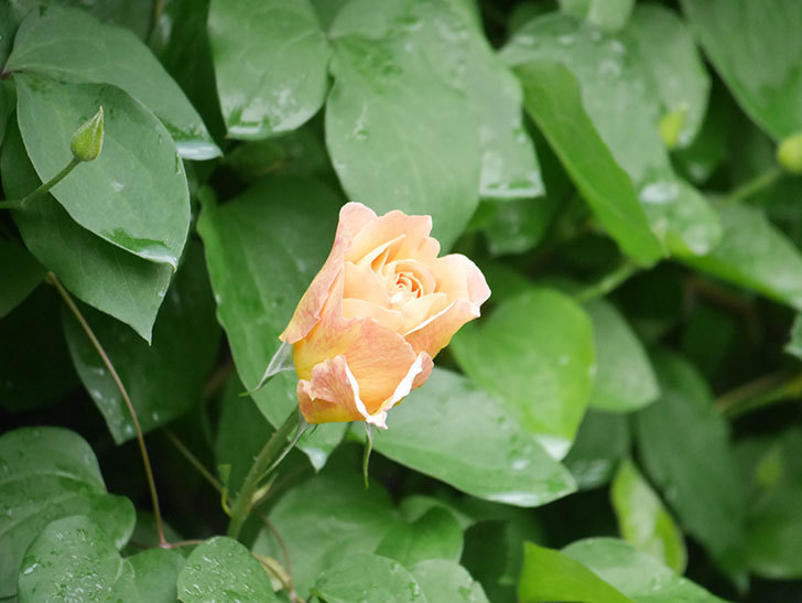 ラ・パリジェンヌ(La Parisienne)の花が咲いた。木立バラ。2022年-003.jpg