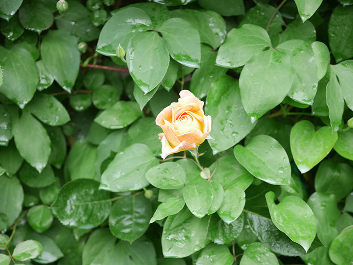 ラ・パリジェンヌ(La Parisienne)の花が咲いた。木立バラ。2022年-004.jpg