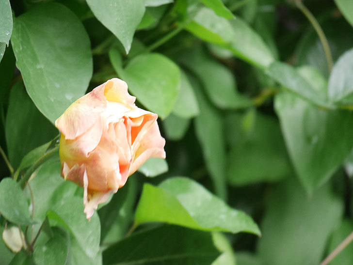 ラ・パリジェンヌ(La Parisienne)の花が咲いた。木立バラ。2022年-011.jpg