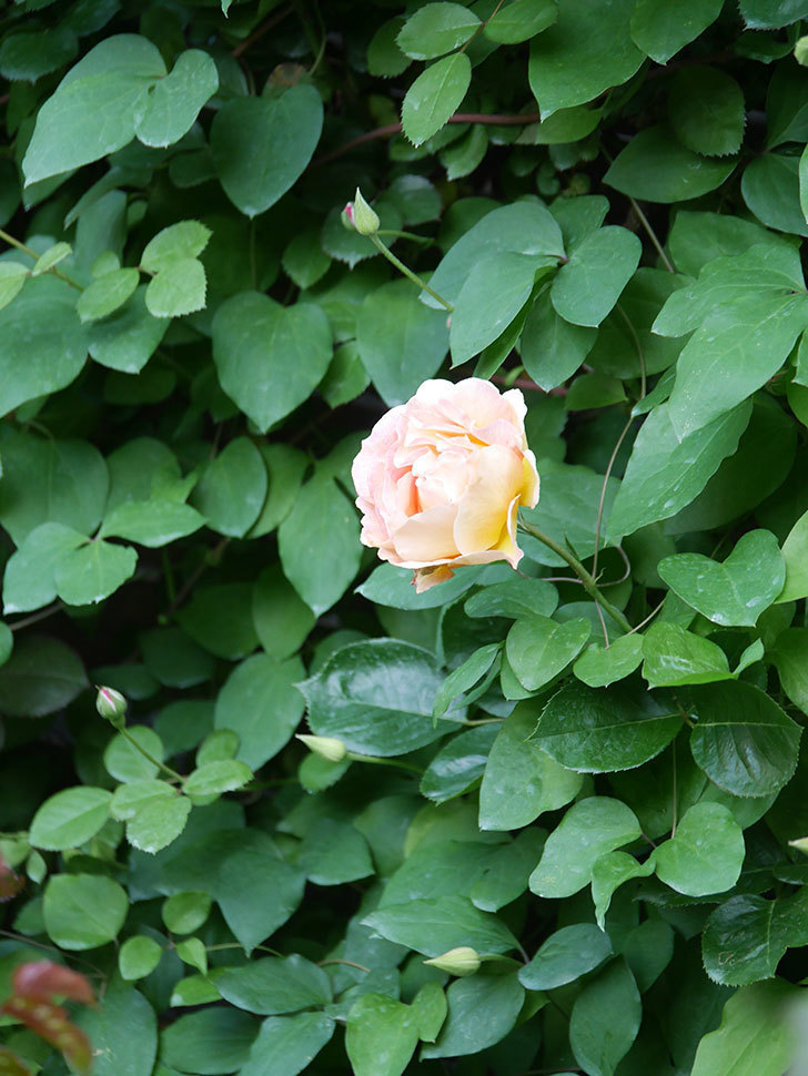 ラ・パリジェンヌ(La Parisienne)の花が咲いた。木立バラ。2022年-025.jpg