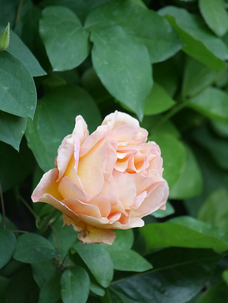 ラ・パリジェンヌ(La Parisienne)の花が咲いた。木立バラ。2022年-029.jpg