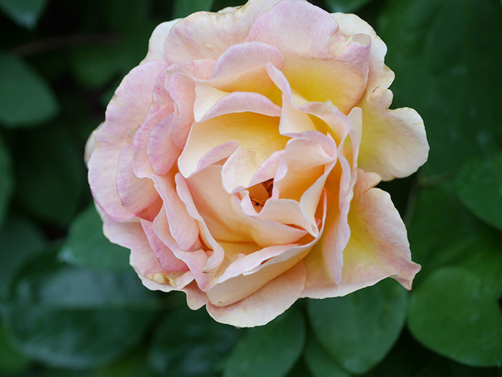 ラ・パリジェンヌ(La Parisienne)の花が咲いた。木立バラ。2022年-031.jpg