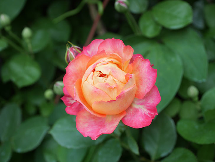 ラ・パリジェンヌ(La Parisienne)の花が咲いた。木立バラ。2022年-032.jpg