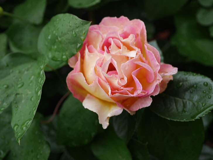ラ・パリジェンヌ(La Parisienne)の花が咲いた。木立バラ。2022年-044.jpg