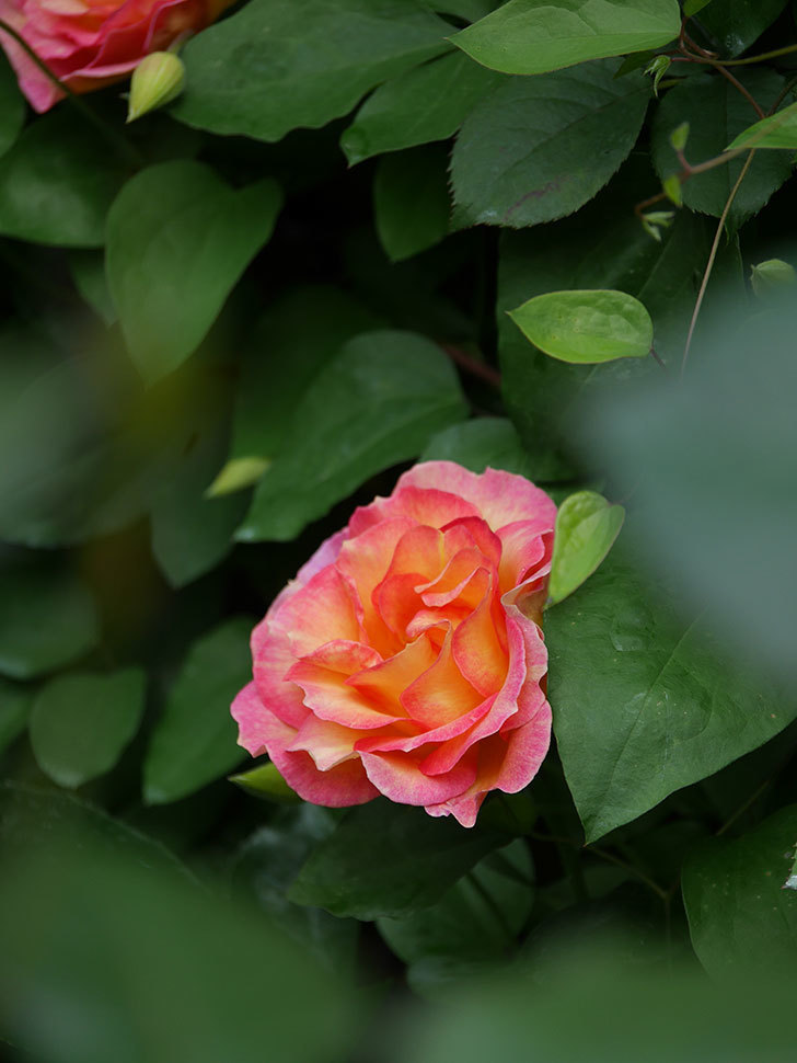 ラ・パリジェンヌ(La Parisienne)の花が咲いた。木立バラ。2022年-045.jpg