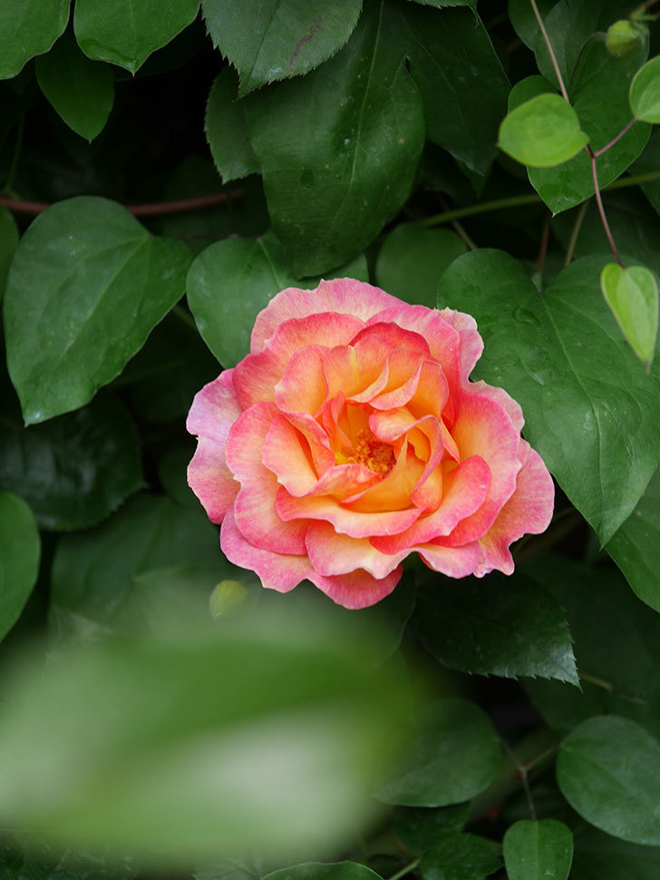 ラ・パリジェンヌ(La Parisienne)の花が咲いた。木立バラ。2022年-046.jpg