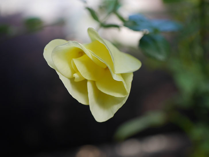 リモンチェッロ(Limoncel)の新苗に秋花がまた咲いた。半ツルバラ。2020年-010.jpg