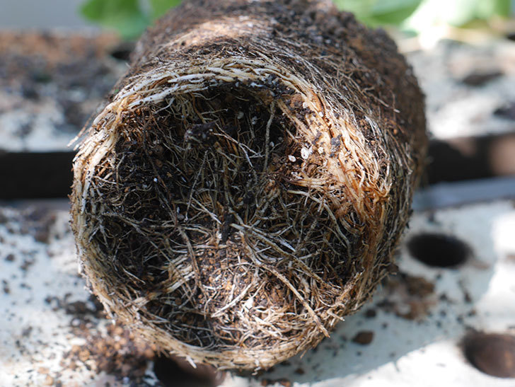 リモンチェッロ(Limoncel)の新苗を6号ロングスリット鉢に植え替えた。半ツルバラ。2020年-003.jpg