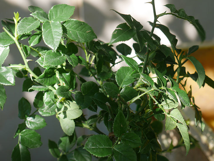 リモンチェッロ(Limoncel)の新苗を6号ロングスリット鉢に植え替えた。半ツルバラ。2020年-007.jpg