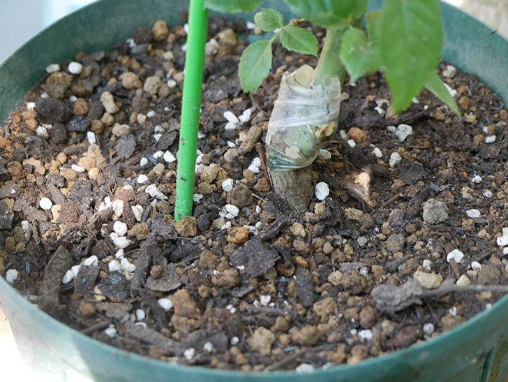 リモンチェッロ(Limoncel)の新苗を6号ロングスリット鉢に植え替えた。半ツルバラ。2020年-008.jpg