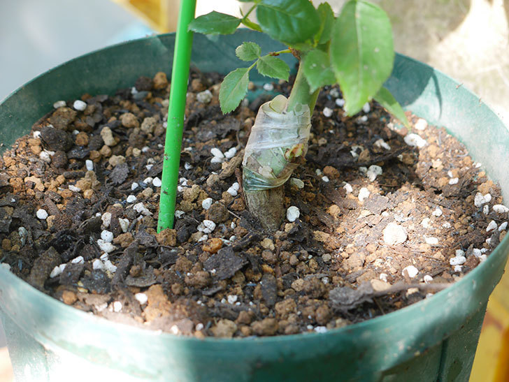 リモンチェッロ(Limoncel)の新苗を6号ロングスリット鉢に植え替えた。半ツルバラ。2020年-009.jpg