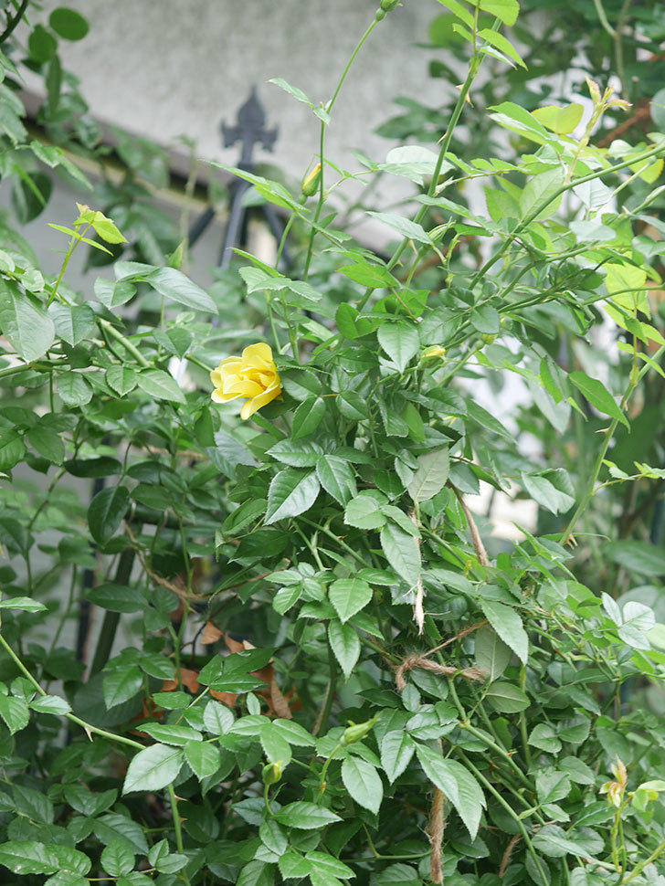 リモンチェッロ(Limoncel)の秋花が咲いた。半ツルバラ。2021年-005.jpg