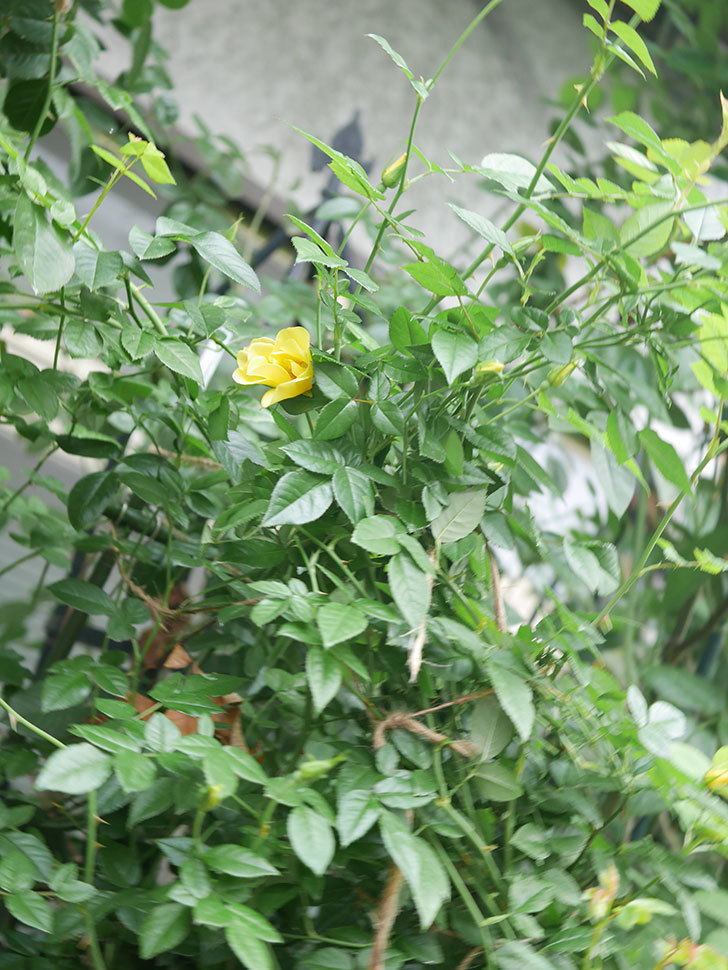 リモンチェッロ(Limoncel)の秋花が咲いた。半ツルバラ。2021年-006.jpg
