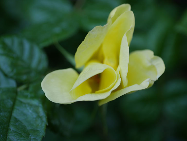 リモンチェッロ(Limoncel)の花が咲いた。半ツルバラ。2021年-003.jpg
