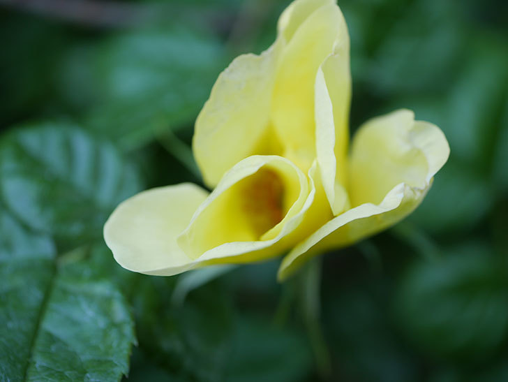 リモンチェッロ(Limoncel)の花が咲いた。半ツルバラ。2021年-014.jpg