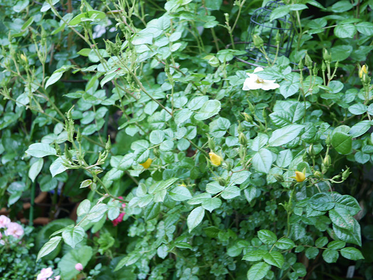 リモンチェッロ(Limoncel)の花が増えてきた。半ツルバラ。2021年-001.jpg