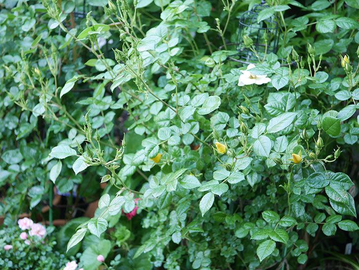 リモンチェッロ(Limoncel)の花が増えてきた。半ツルバラ。2021年-002.jpg