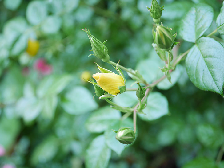 リモンチェッロ(Limoncel)の花が増えてきた。半ツルバラ。2021年-004.jpg