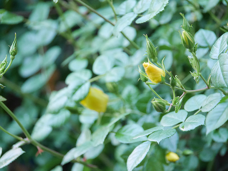リモンチェッロ(Limoncel)の花が増えてきた。半ツルバラ。2021年-006.jpg