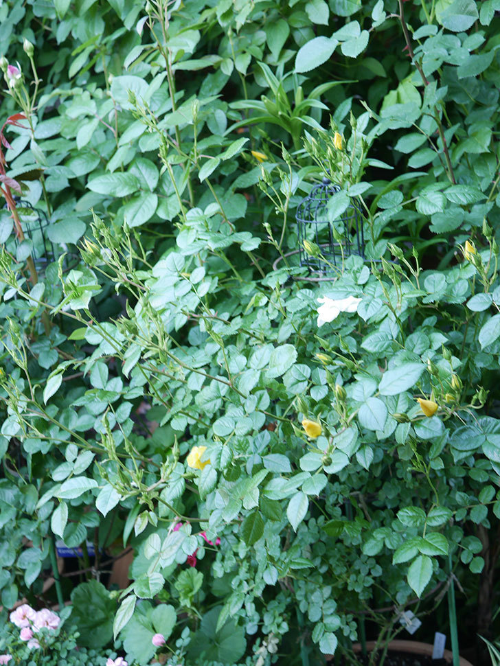 リモンチェッロ(Limoncel)の花が増えてきた。半ツルバラ。2021年-010.jpg