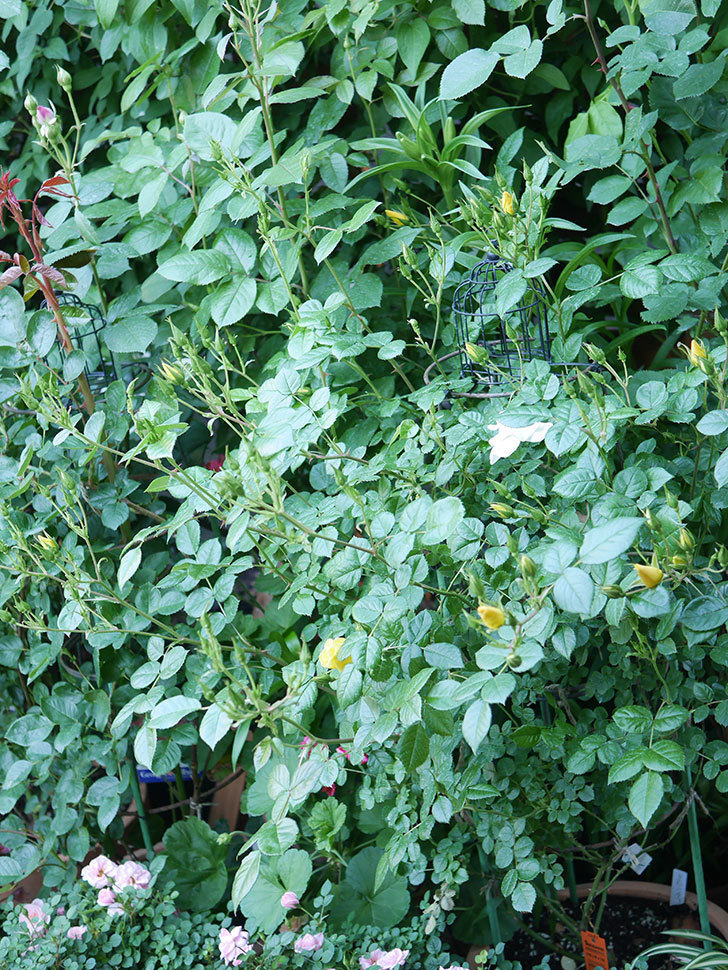 リモンチェッロ(Limoncel)の花が増えてきた。半ツルバラ。2021年-011.jpg