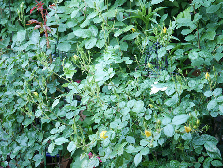 リモンチェッロ(Limoncel)の花が増えてきた。半ツルバラ。2021年-012.jpg