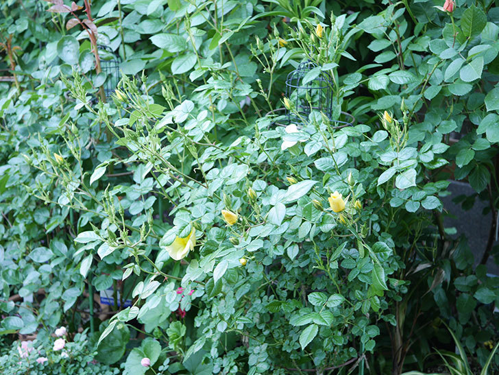 リモンチェッロ(Limoncel)の花が増えてきた。半ツルバラ。2021年-018.jpg