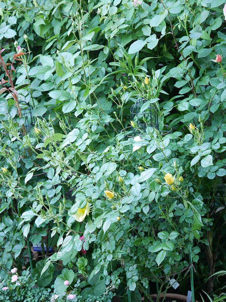 リモンチェッロ(Limoncel)の花が増えてきた。半ツルバラ。2021年-019.jpg