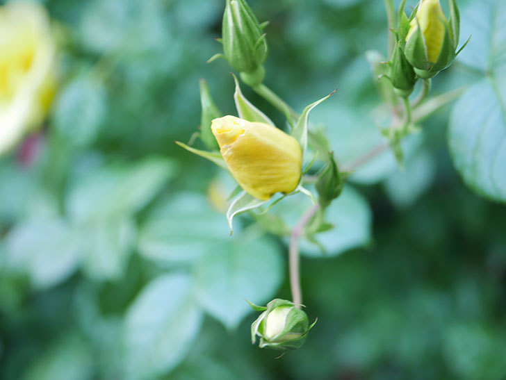 リモンチェッロ(Limoncel)の花が増えてきた。半ツルバラ。2021年-022.jpg