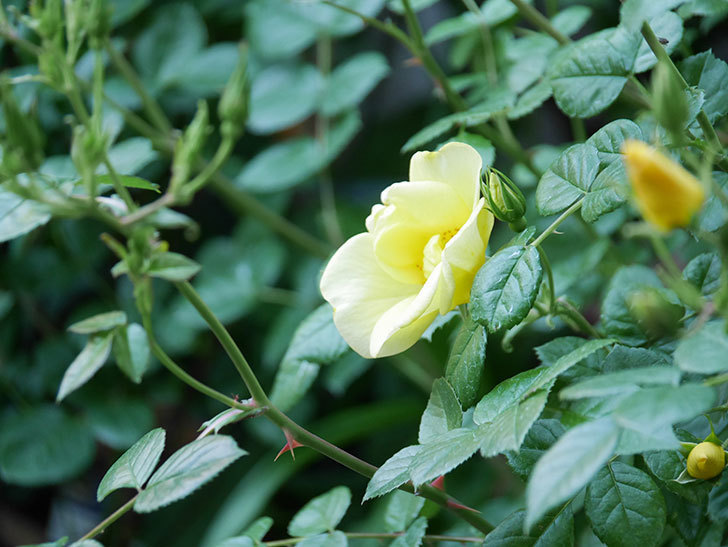 リモンチェッロ(Limoncel)の花が増えてきた。半ツルバラ。2021年-026.jpg