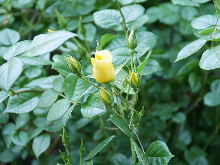 リモンチェッロ(Limoncel)の花が増えてきた。半ツルバラ。2021年-028.jpg